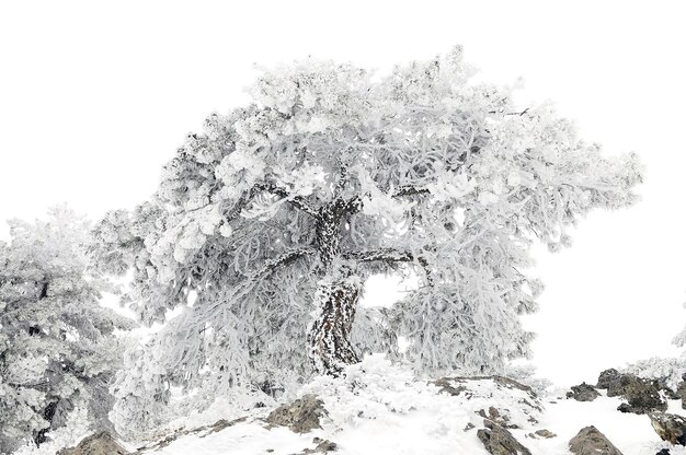 Hermoso paisaje de invierno con árboles cubiertos de nieve.