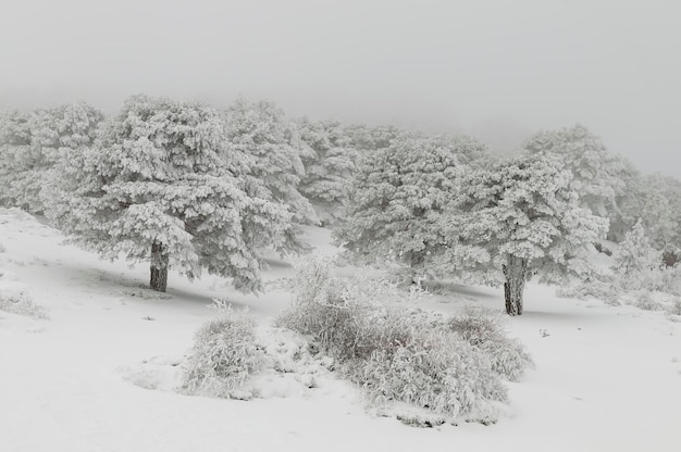 Hermoso paisaje de invierno con árboles cubiertos de nieve.
