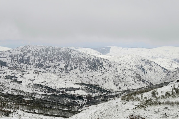 Hermoso paisaje de invierno con árboles cubiertos de nieve.