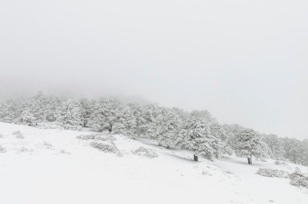 Hermoso paisaje de invierno con árboles cubiertos de nieve.