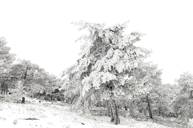 Hermoso paisaje de invierno con árboles cubiertos de nieve.