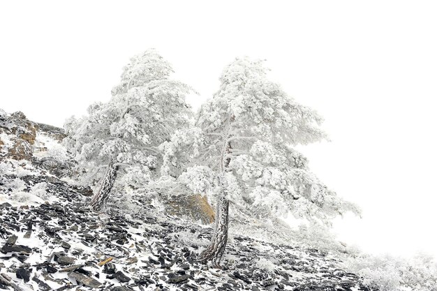 Hermoso paisaje de invierno con árboles cubiertos de nieve.