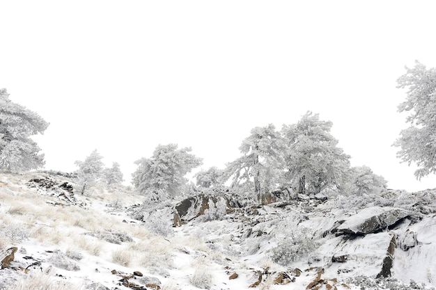 Hermoso paisaje de invierno con árboles cubiertos de nieve.