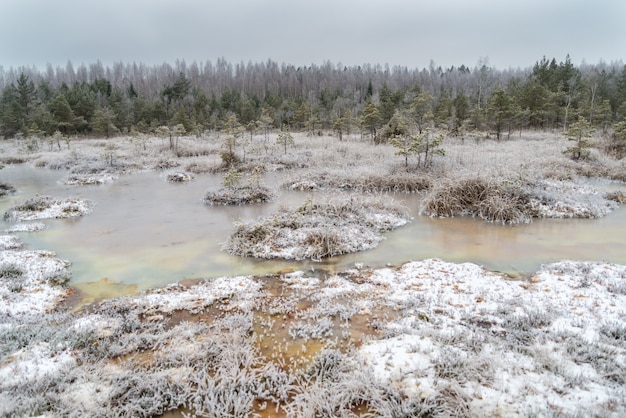 Hermoso paisaje de invierno, escarcha en un pantano