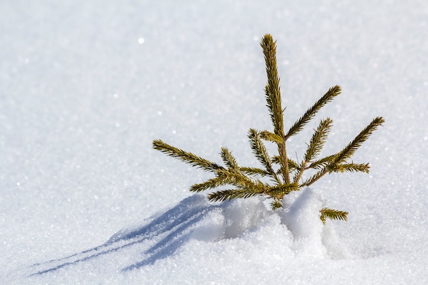 Hermoso paisaje de invierno de Navidad. Pequeño abeto tierno verde joven abeto que crece solo en la nieve profunda