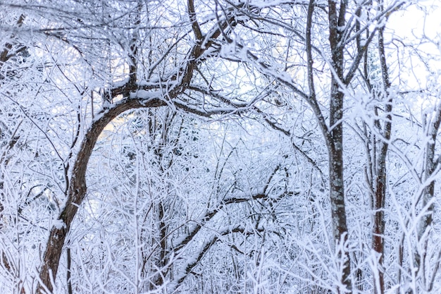 Hermoso paisaje de invierno en el parque cubierto de nieve.