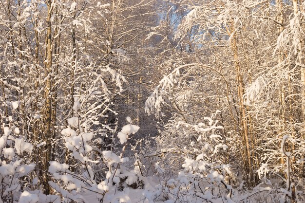 Hermoso paisaje de invierno en el parque cubierto de nieve.