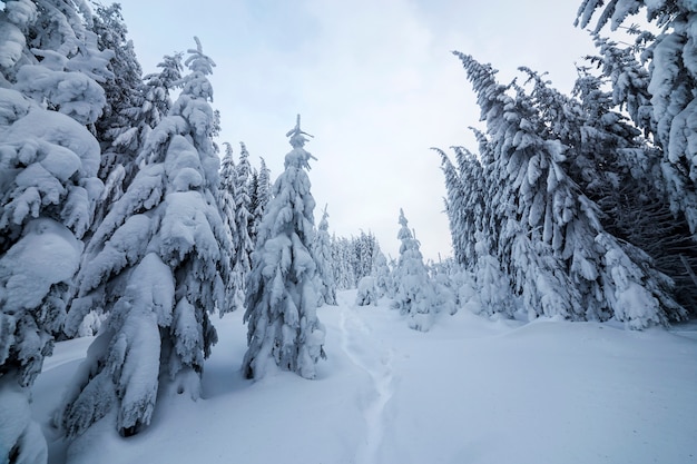 Hermoso paisaje de invierno