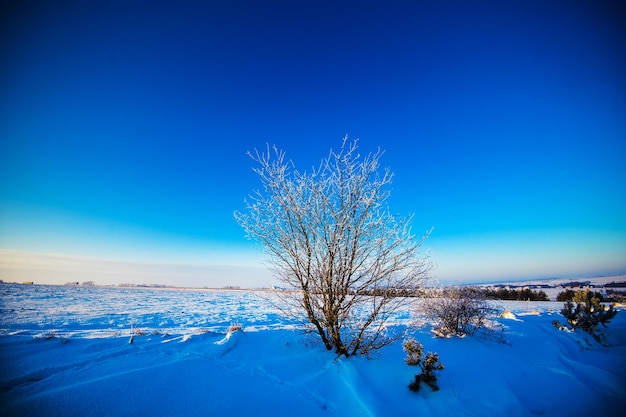 Hermoso paisaje de invierno