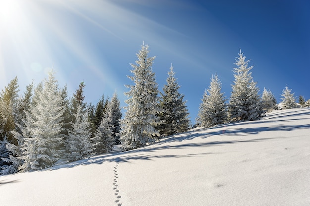 Hermoso paisaje de invierno