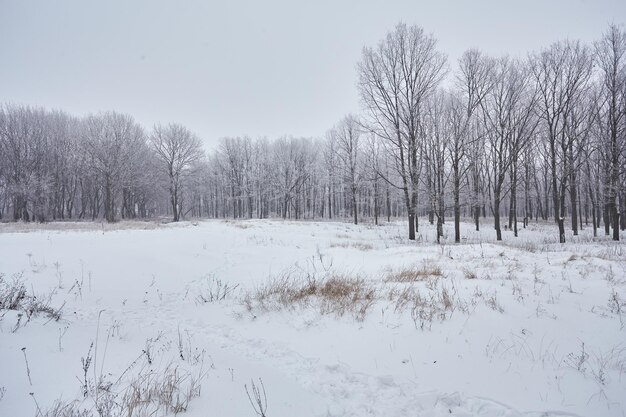 Hermoso paisaje de invierno