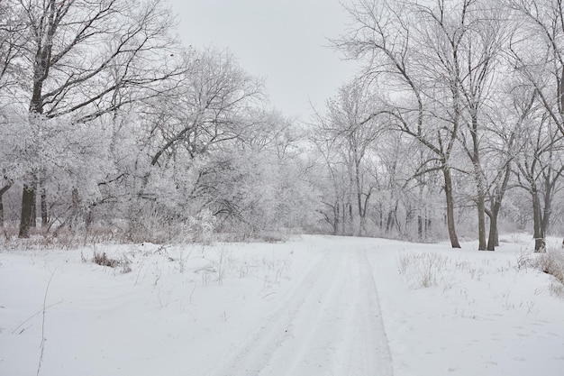 Hermoso paisaje de invierno