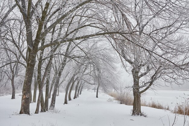 Hermoso paisaje de invierno