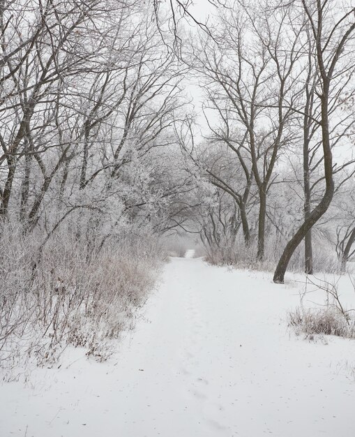 Hermoso paisaje de invierno