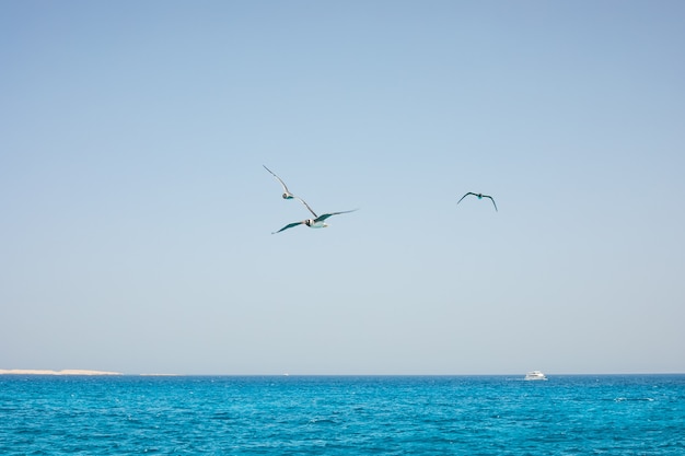 Hermoso paisaje del mar rojo con gaviotas