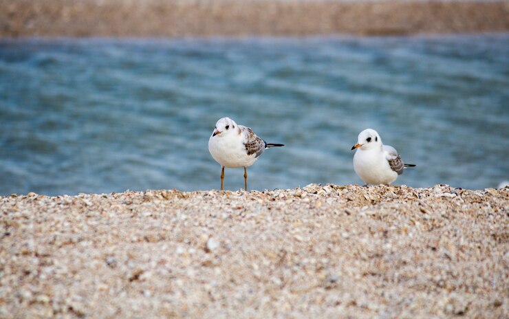 Hermoso paisaje marino Gaviotas en el mar. Gaviotas en la orilla