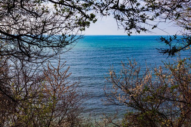 Hermoso paisaje marino. Árboles florecientes de primavera contra el fondo del mar azul.