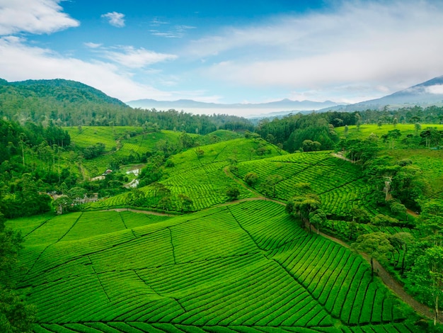 Hermoso paisaje matutino de la plantación de té