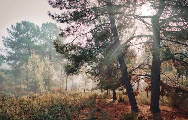 hermoso paisaje místico con niebla en otoño