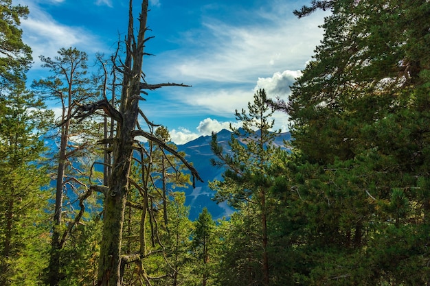 Hermoso paisaje de montaña, bosque y nubes.