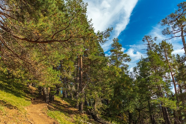 Hermoso paisaje de montaña, bosque y nubes.