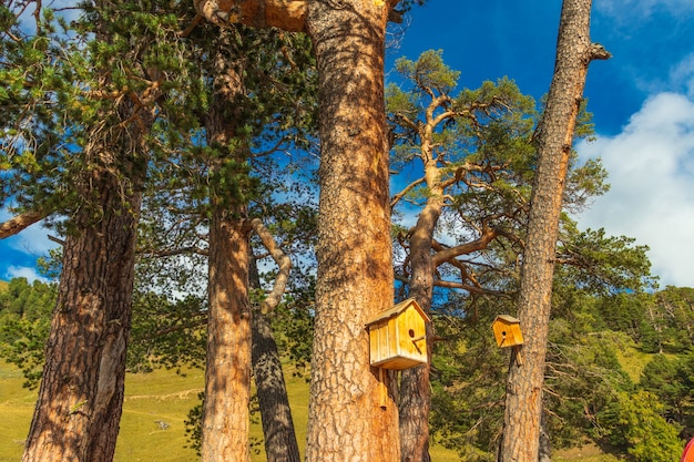 Hermoso paisaje de montaña, bosque y nubes.