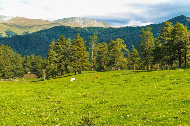 Hermoso paisaje de montaña, bosque y nubes.