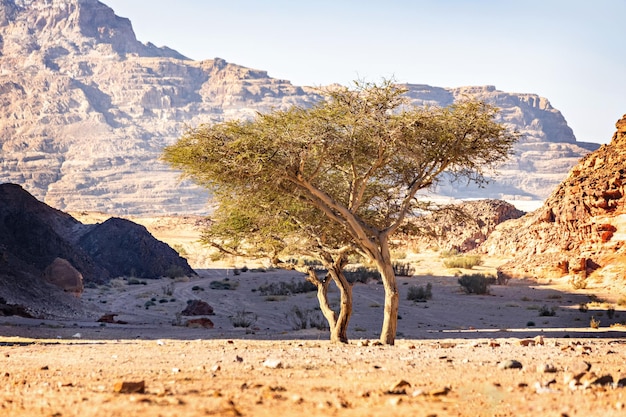 Hermoso paisaje de montaña en el desierto de Sinaí, Egipto