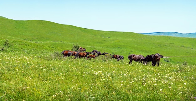 Hermoso paisaje de montaña de día con cielo azul claro y caballos Formato panorámico