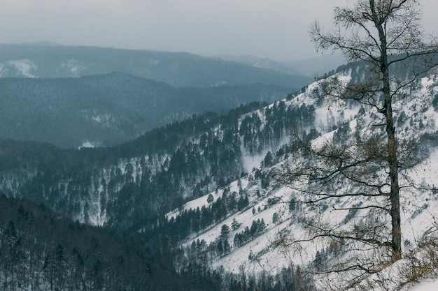 Hermoso paisaje de montaña de invierno con un árbol inusual con un paisaje natural místico de rama en forma de ojo