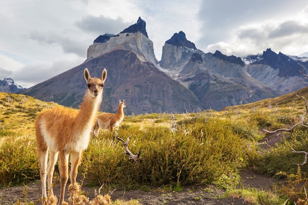 Hermoso paisaje de montaña en el Parque Nacional Torres del Paine, Chile