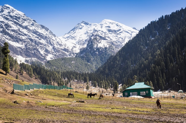 Hermoso paisaje de montaña pequeño pueblo entre nieve pino árboles fondo de montaña