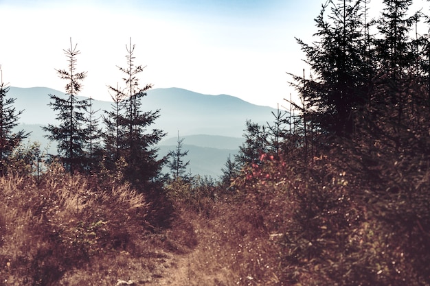 Hermoso paisaje de montaña de siluetas. fondo de bosques de pinos en la niebla de la mañana