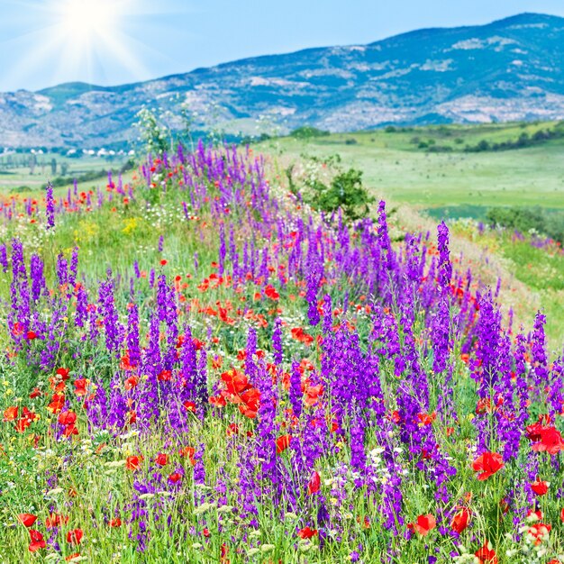 Hermoso paisaje de montaña de verano con amapola roja, manzanilla blanca y flores púrpuras (y sol)