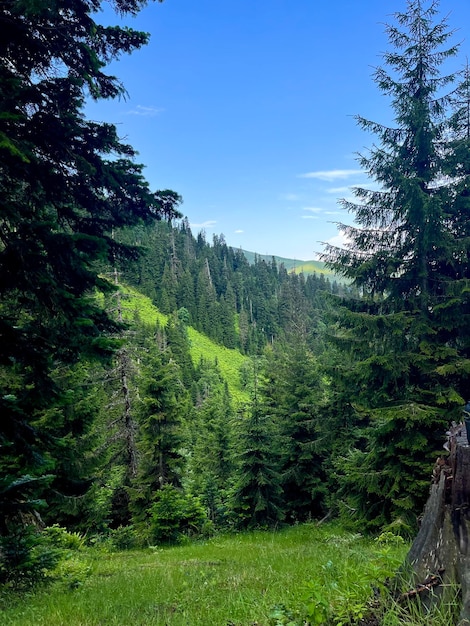 Hermoso paisaje montañoso y bosque verde en un día claro