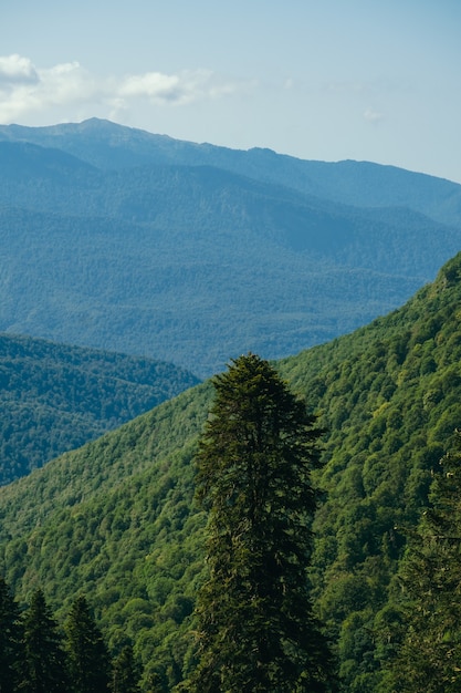 Hermoso paisaje natural con árboles y montañas del Cáucaso