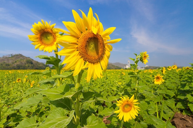 Hermoso paisaje natural con campos de girasoles.