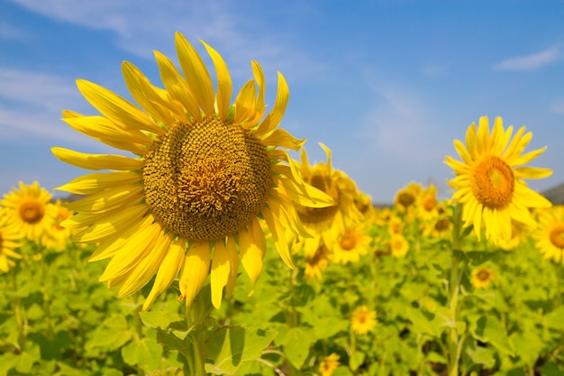 Hermoso paisaje natural con campos de girasoles.