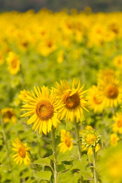 Hermoso paisaje natural con campos de girasoles.