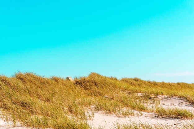 Hermoso paisaje natural con dunas cubiertas de hierba marram en la isla de Sylt en el Mar del Norte, Alemania