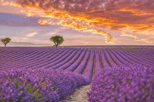 Hermoso paisaje natural. Impresionante paisaje escénico con campo de lavanda al atardecer. Violeta floreciente