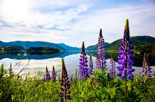 Hermoso paisaje natural de Nature Norway.