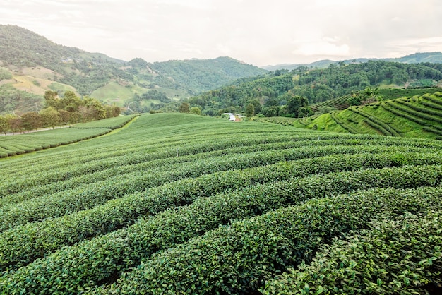 Hermoso paisaje natural de la plantación de té verde en las montañas bajo la luz del sol de la tarde en Doi Mae Salong, Chiang Rai es un famoso destino turístico en el norte de Tailandia.