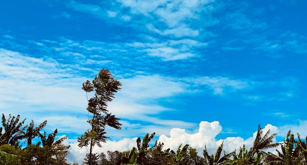 Hermoso paisaje de la naturaleza con el cielo azul, los árboles y la brisa