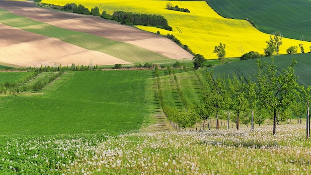 Hermoso paisaje con naturaleza primaveral Olas en el campo Moravia del Sur Moravia Toscana República Checa Europa