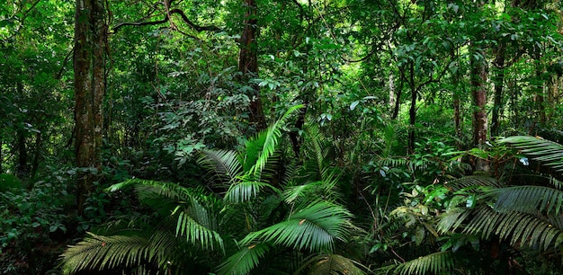 Foto hermoso paisaje de la naturaleza de la selva tropical en tailandia