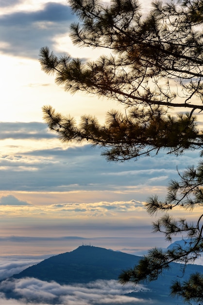 Hermoso paisaje de la naturaleza de la silueta de la niebla de la nube del árbol de pino (Kesiya) y la montaña en la atmósfera de la mañana del invierno durante el amanecer en el Parque Nacional Phu Ruea, provincia de Loei, Tailandia