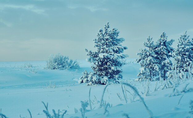 Hermoso paisaje navideño, dunas costeras de bosque de pinos de invierno