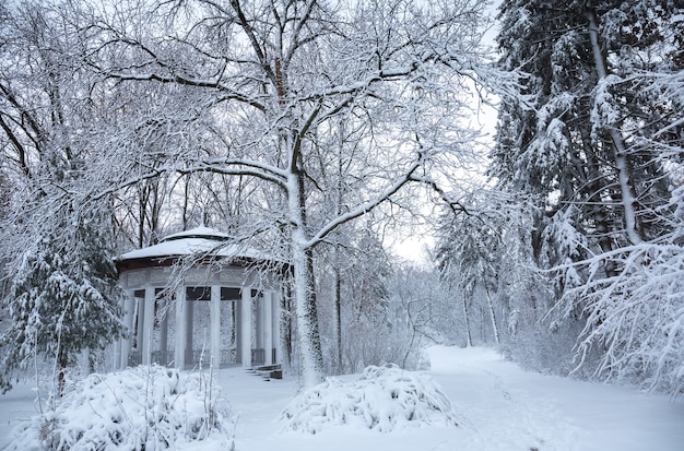 Hermoso paisaje nevado de invierno en el parque