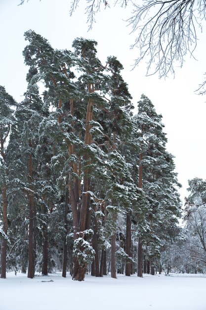 Hermoso paisaje nevado de invierno en el parque